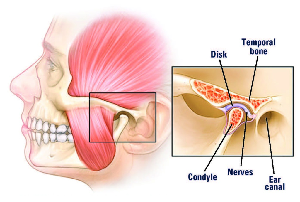 Detailed anatomy of the temporomandibular joint (TMJ)